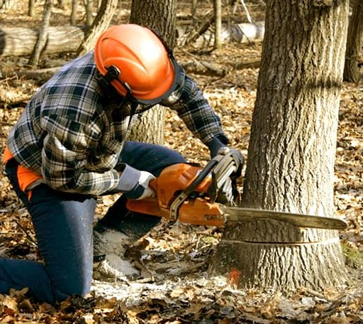 Tree Removal in Simms, TX